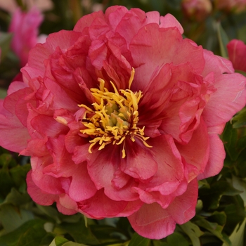 Paeonia x 'Julia Rose' - Julia Rose Itoh Peony