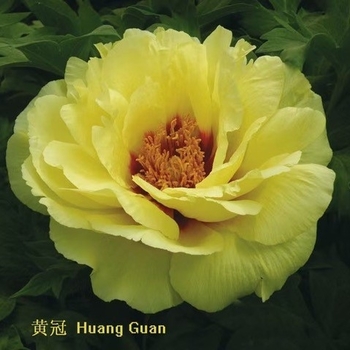 Paeonia suffruticosa 'Golden Crown' - Golden Crown Tree Peony