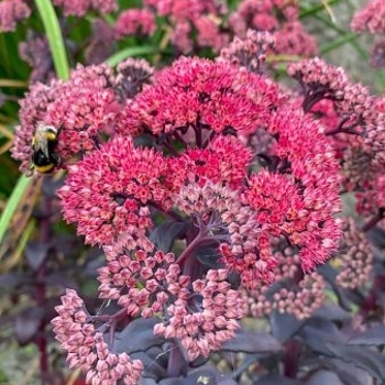 Sedum mohave 'Jewels Diamond' - Jewels Diamond Sedum