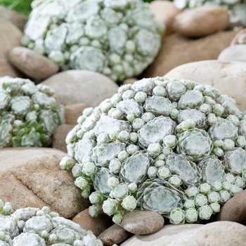 Sempervivum 'Colorockz® Artic White' - Colorockz® Artic White Hen and Chicks