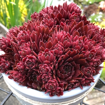 Sempervivum 'Colorockz® Coral Red' - Colorockz® Coral Red Hen and Chicks