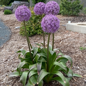 Allium 'Globemaster' - Globemaster Ornamental Onion