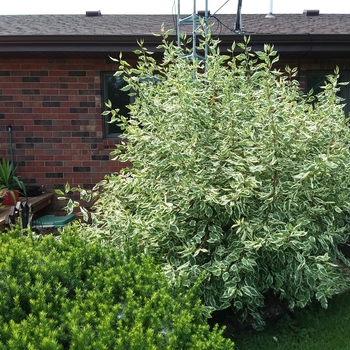 Cornus alba 'Baihalo' - Variegated Dogwood Cornus alba 'Baihalo' - Variegated Dogwood