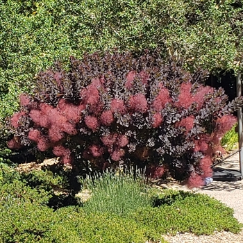 Cotinus coggygria 'NCC01' - Winecraft Black® Smokebush