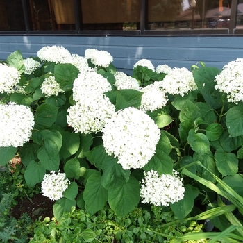 Hydrangea arborescens 'Annabelle' - Annabelle Hydrangea
