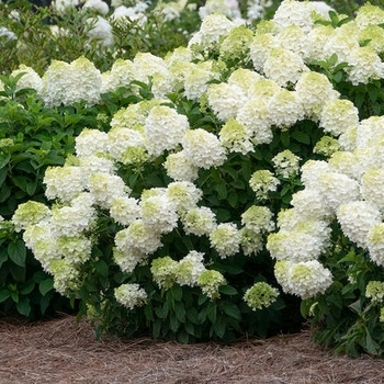 Hydrangea paniculata 'Baipanone' - First Editions® Little Hottie® Hydrangea