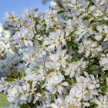 Exochorda x macranthra 'Bailmoon' - First Edition® Lotus Moon™ Pearl Bush
