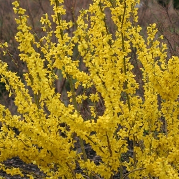 Forsythia x 'Minfor6' - Show Off® Starlet Forsythia