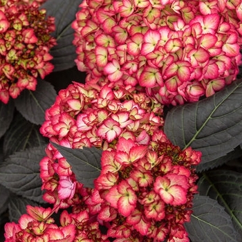 Hydrangea macrophylla 'Bailmacseven' - First Edition® Eclipse® Bigleaf Hydrangea