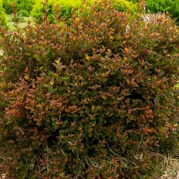 Physocarpus opulifolius 'ZLENatalie' - Spicy Devil Ninebark