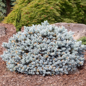 Picea pungens 'INHWB' - Moonstone Globe Blue Spruce
