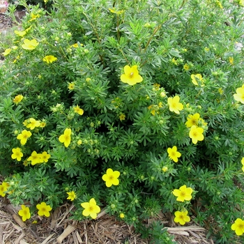 Potentilla fruticosa 'Goldfinger' - Goldfinger Potentilla