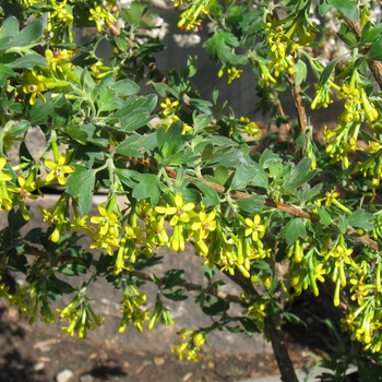 Ribes odoratum 'Crandall' - Clove Currant