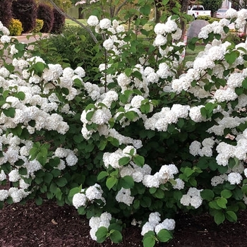 Viburnum plicatum 'PIIVIB-II' - First Editions® Opening Day™ Doublefile Viburnum