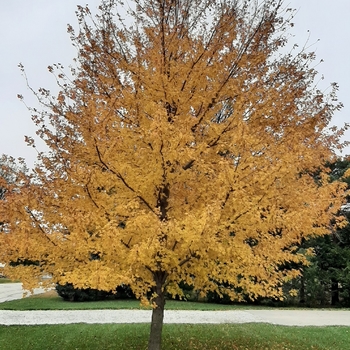 Acer x freemanii 'Celzam' - Celebration&reg; Maple