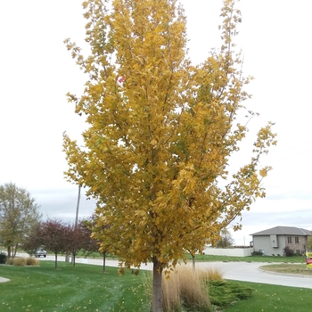 Acer miyabei 'Morton' - State Street&reg; Miyabe Maple