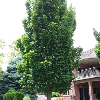Acer platanoides 'Columnar' - Columnar Norway Maple