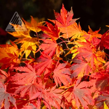 Acer x pseudosieboldianum 'IsIAJ' - Arctic Jade® Maple