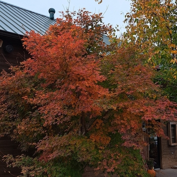 Acer x pseudosieboldianum 'ISINW' - North Wind Maple