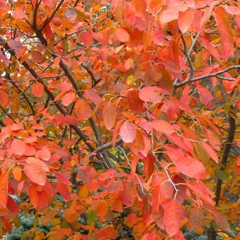 Amelanchier arborea x grandiflora 'Autumn Brilliance&reg;' - Autumn Brilliance&reg; Seviceberry 