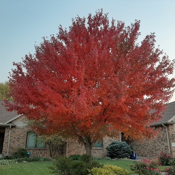 Acer rubrum 'Franksred' - Red Sunset&reg; Red Maple