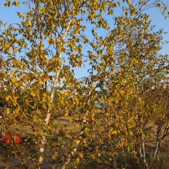 Betula ermanii - Erman's Birch