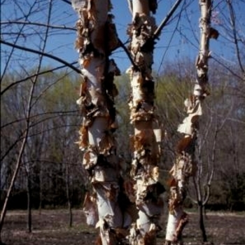 Betula nigra 'Dickenson®' - Northern Tribute® River Birch