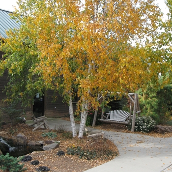 Betula papyrifera 'Renci' - Renaissance Reflection&reg; Paper Birch