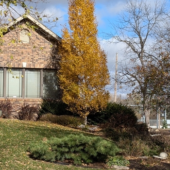 Betula platyphylla 'Fargo' - Dakota Pinnacle® Birch