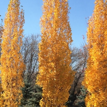 Betula platyphylla 'Jefpark' - First Editions® Parkland Pillar® Birch