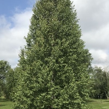 Betula tianshanica 'EmerDak' - Emerald Flare Tianshan Birch