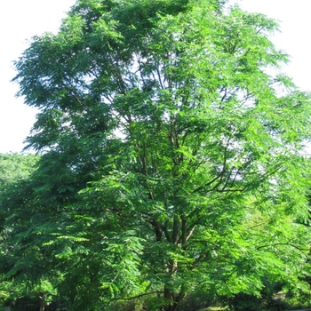 Gymnocladus dioicus - Kentucky Coffeetree