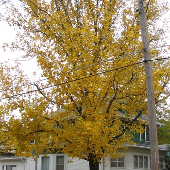 Liriodendron tulipfera - Tulip Tree