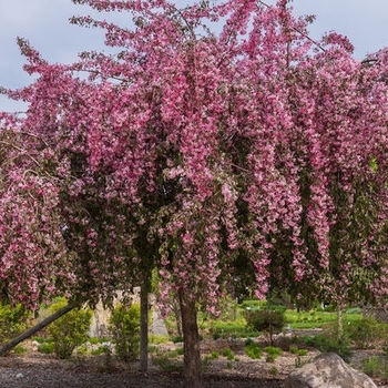 Malus 'Bailears' - First Editions® Ruby Tears™ Crabapple