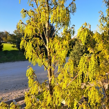 Quercus prinoides - Dwarf Chinkapin Oak