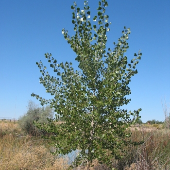 Populus deltoides 'Siouxland' - Siouxland Cottonwood