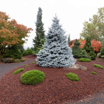 Picea pungens 'INMoHoop' - Monty® Blue Spruce
