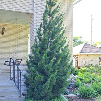 Pinus cembra 'Chalet' - Chalet Swiss Stone Pine