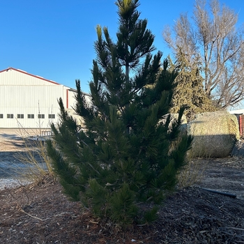 Pinus cembra 'Herman' - Prairie Statesman Swiss Stone Pine