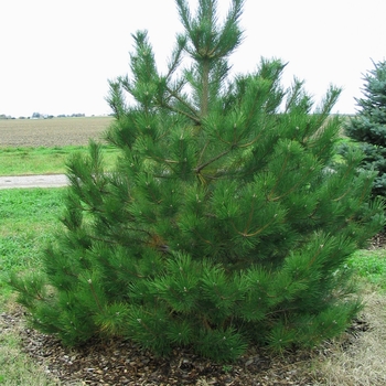 Pinus nigra - Austrian Pine