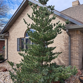 Pinus parviflora 'Glauca' - Japanese White Pine