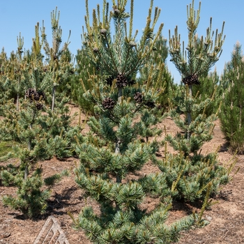 Pinus parviflora 'Glauca Brevifolia' - Blue Short Needle Japanese White Pine