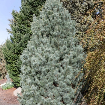 Pinus peuce 'Pacific Blue' - Pacific Blue Macedonian Pine