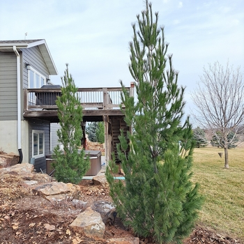 Pinus strobus 'Stowe Pillar' - Columnar White Pine