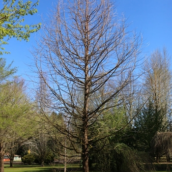 Taxodium distichum 'JFS-SGPN' - Green Whisper&reg; Bald Cypress