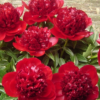 Paeonia 'Red Charm' - Red Charm Peony
