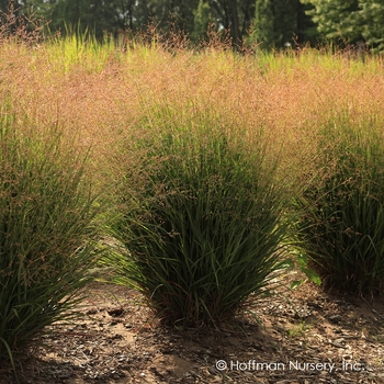 Panicum virgatum 'Nondee' - Dream Catcher® Tumbleweed® Switch Grass