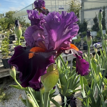 Iris germanica 'Violet Turner' - Violet Turner Iris