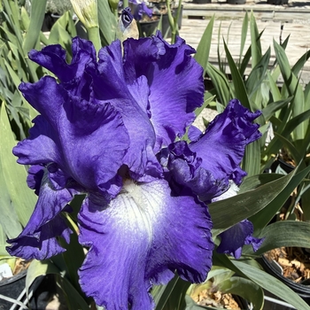 Iris germanica 'Speeding Again' - Speeding Again Iris