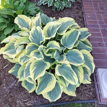 Hosta 'Ben Vernooij' - Ben Vernooij Hosta